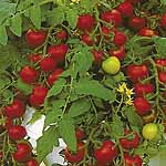 Unbranded Tomato Maskotka Plants 400461.htm