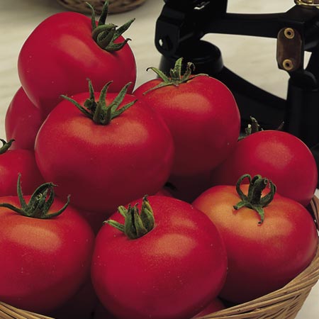 Unbranded Tomato Moneymaker Seeds Average Seeds 120