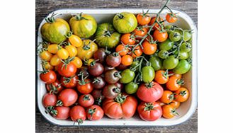 Unbranded Tomato Plants - Salad Collection