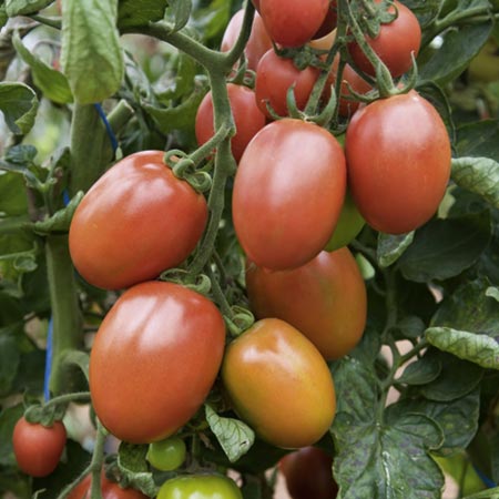 Unbranded Tomato Romana F1 Seeds 10 seeds