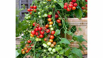 Unbranded Tomato Seeds - Lizzano F1