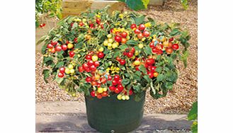 Unbranded Tomato Seeds - Tumbler F1