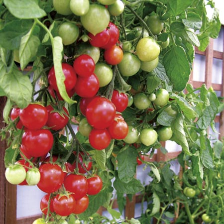 Unbranded Tomato Tumbler F1 Plants Pack of 5 Pot Ready