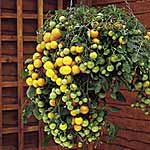 Unbranded Tomato Tumbling Tom Yellow Plants 474721.htm