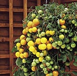 Unbranded Tomato Tumbling Tom Yellow Plants