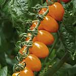 Unbranded Tomato Turbo Santorange Plants 400741.htm