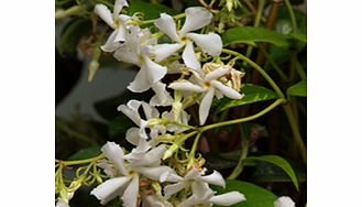 Leaves variegated silver pink and red. RHS Award of Garden Merit winner. Height 9m (28). Supplied in a 2-3 litre pot.ClimberEvergreenFrost hardyFull sunPartial shadeBUY ANY 3 AND SAVE 20.00! (Please note: Offer applies only for plants that have this 