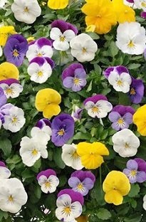 Unbranded Trailing Pansy x 66 medium plug plants