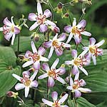 Unbranded Tricyrtis Tojen