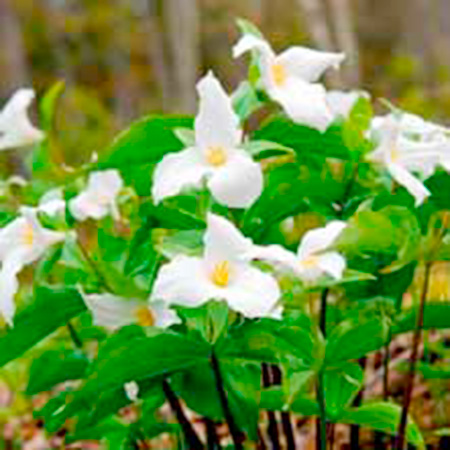 Unbranded Trillium catesbyi (Bashful Wakerobin) 1 Bare