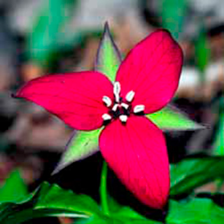 Unbranded Trillium erectum (Red Trillium) 1 Bare Root Plant