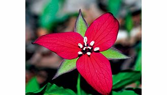 Unbranded Trillium Plant - Erectum