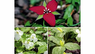 Unbranded Trillium Plants - Collection