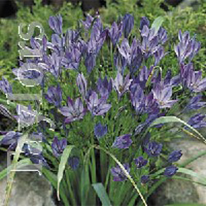 Unbranded Tritileia Koningin Bulbs