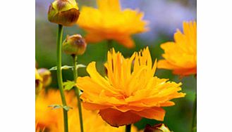 Unbranded Trollius Plant - Dancing Flame