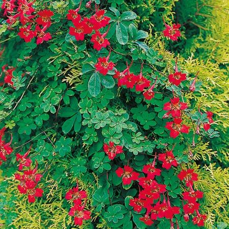 Unbranded Tropaeolum Aloha Seeds 10 Seeds