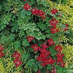 Unbranded Tropaeolum Aloha Seeds