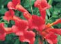 Trumpet Vine