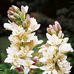 Unbranded Tuberose The Pearl Tubers