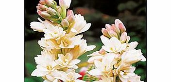 Unbranded Tuberose Tubers - The Pearl