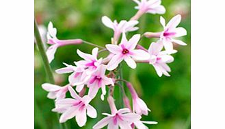 Unbranded Tulbaghia Plant - Purple Eye