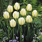 Unbranded Tulip Classic Lemon Swirl