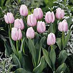 Unbranded Tulip Classic Pink Diamond