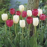 Tulip Combo Strawberry and Cream