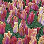 Unbranded Tulip El Nino