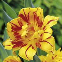 Unbranded Tulip Monsella