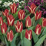 Unbranded Tulip Pinocchio