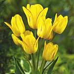 Unbranded Tulip Sunshine Club