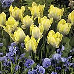 Unbranded Tulip Wonderful World