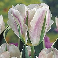 Unique late flowering tulips with a spectacular co