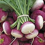 Unbranded Turnip Atlantic Seeds 439439.htm