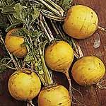 Unbranded Turnip Golden Ball Seeds 439342.htm