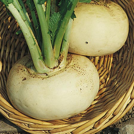 Unbranded Turnip Model White Seeds Average Seeds 4000