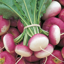 Unbranded Turnip Seeds - Atlantic