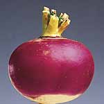 Unbranded Turnips Armand Seeds