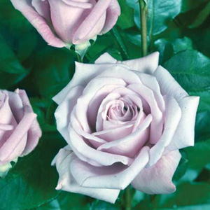 Unbranded Twice in a Blue Moon - Hybrid Tea Rose