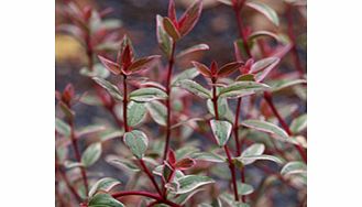 Unbranded Ugni Plant - Molinae Flambeau