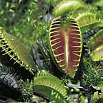 Unbranded Venus Fly Trap