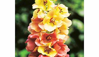 Unbranded Verbascum Plant - Caribbean Crush