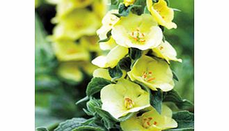 Unbranded Verbascum Plant - Primrose Path