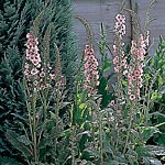 Unbranded Verbascum Sunset Shades Seeds