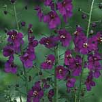 Unbranded Verbascum Violetta Seeds 428850.htm