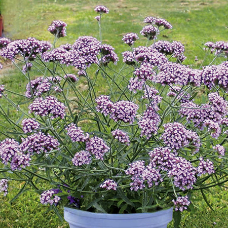 Unbranded Verbena Bonariensis Lollipop Pack of 3 Pot Ready