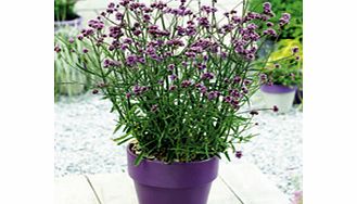 Unbranded Verbena bonariensis Plant - Lollipop