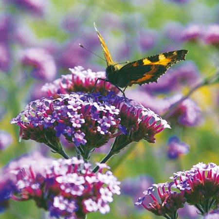 Unbranded Verbena Bonariensis Plants Pack of 16 Pot Ready