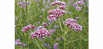 Unbranded Verbena Bonariensis Plants